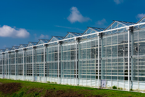 A row of greenhouses 