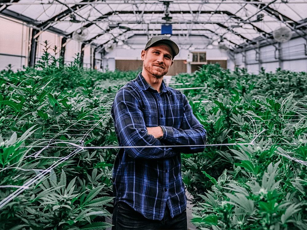 Male standing in front of rows of cannabis plants in grow operation.