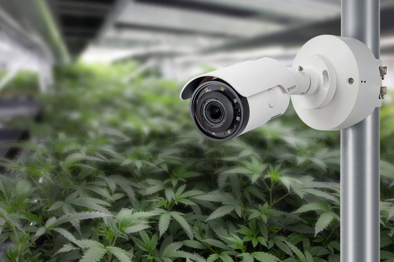 Surveillance camera mounted on pole in cannabis grow operation.